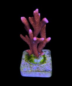 Montipora Digitada Laranja M