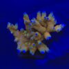 Montipora Forest Fire G