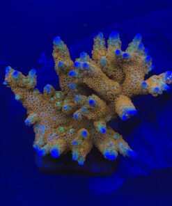 Montipora Forest Fire G