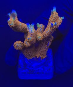 Montipora Forest Fire M