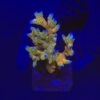 Montipora Forest Fire G