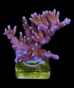 Alternative view of Montipora Forest Fire G