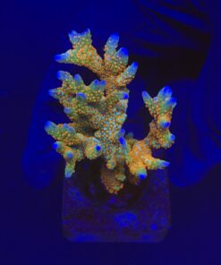 Montipora Forest Fire G