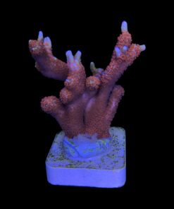 Alternative view of Montipora Forest Fire M