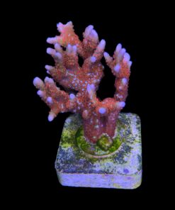 Alternative view of Montipora Forest Fire G