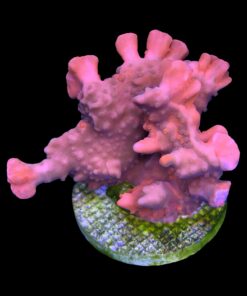 Montipora Setosa Grafted Mini Colônia