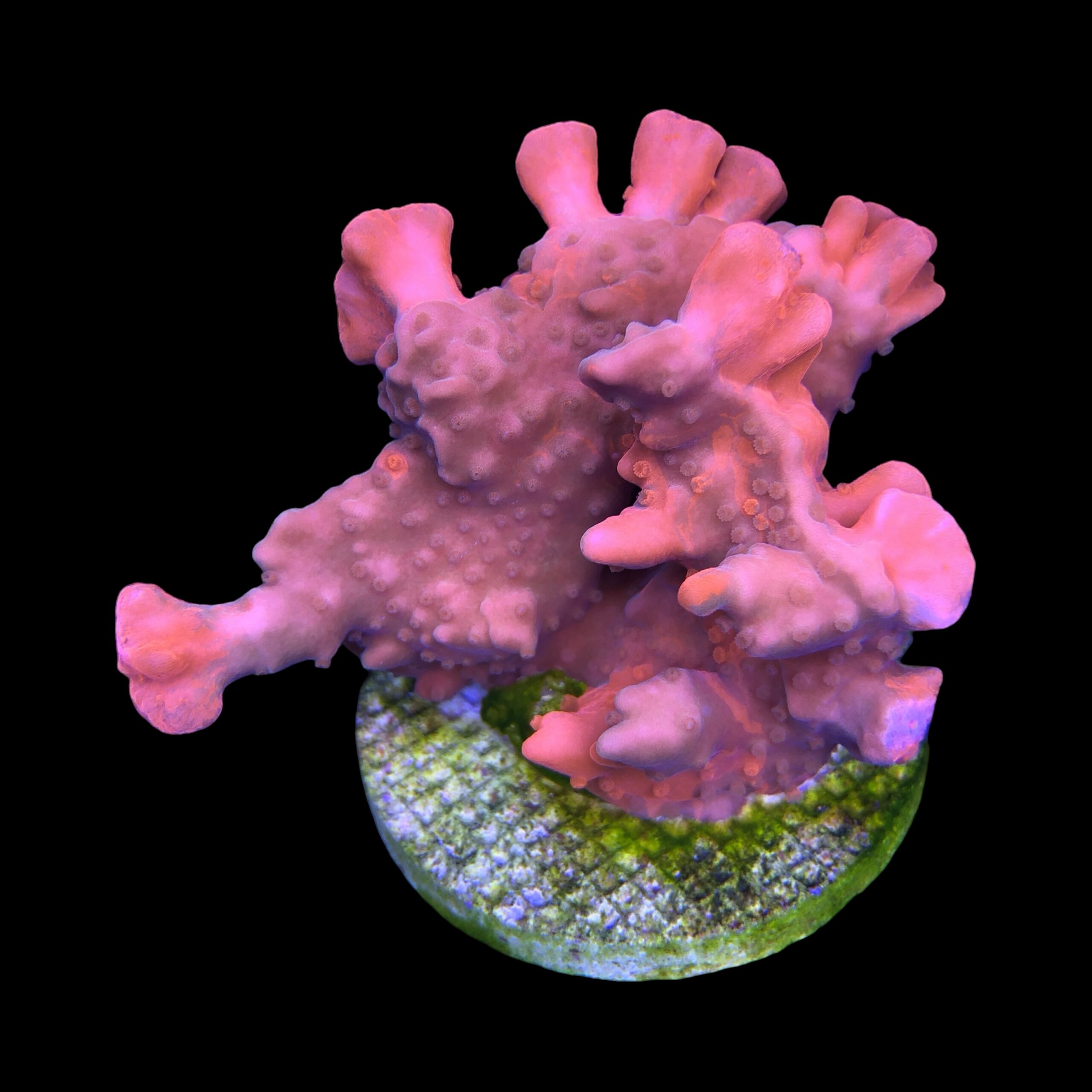 Montipora Setosa Grafted Mini Colônia