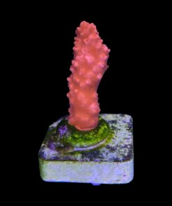Montipora Setosa M