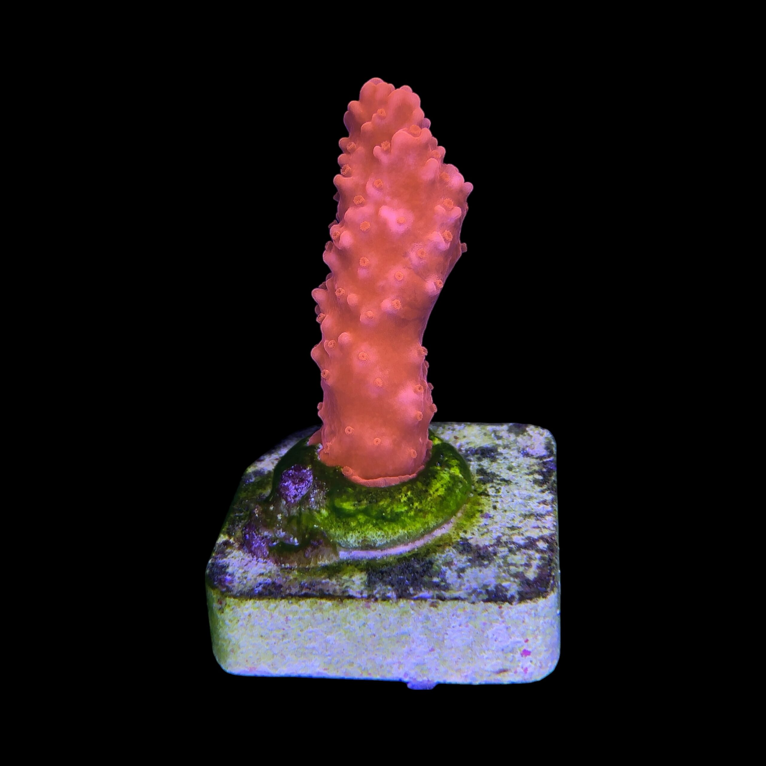 Montipora Setosa M