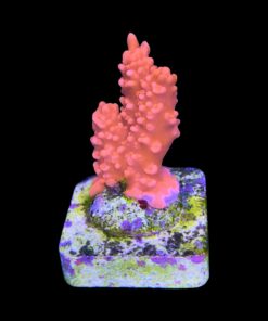 Montipora Setosa M