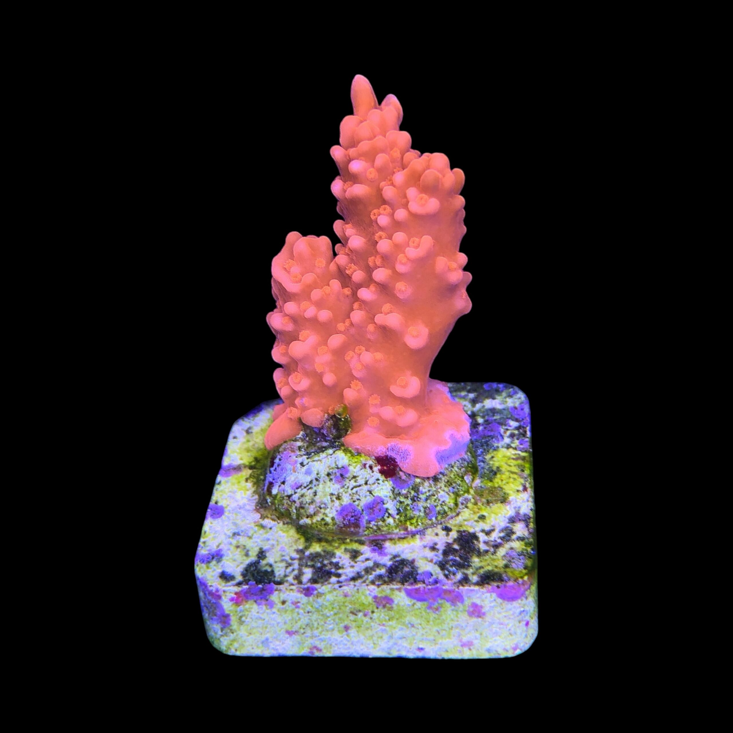 Montipora Setosa M