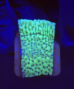 Montipora Undata Green Purple Polyps M
