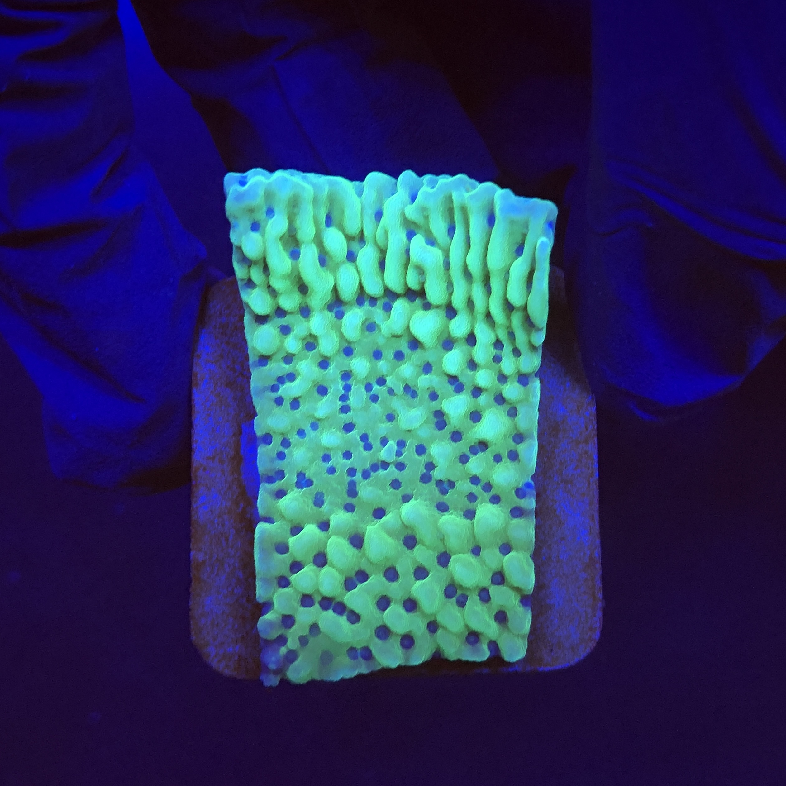 Montipora Undata Green Purple Polyps M
