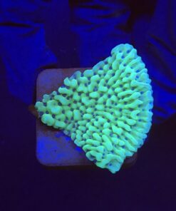 Montipora Undata Green Purple Polyps M
