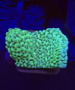 Montipora Undata Green Purple Polyps M
