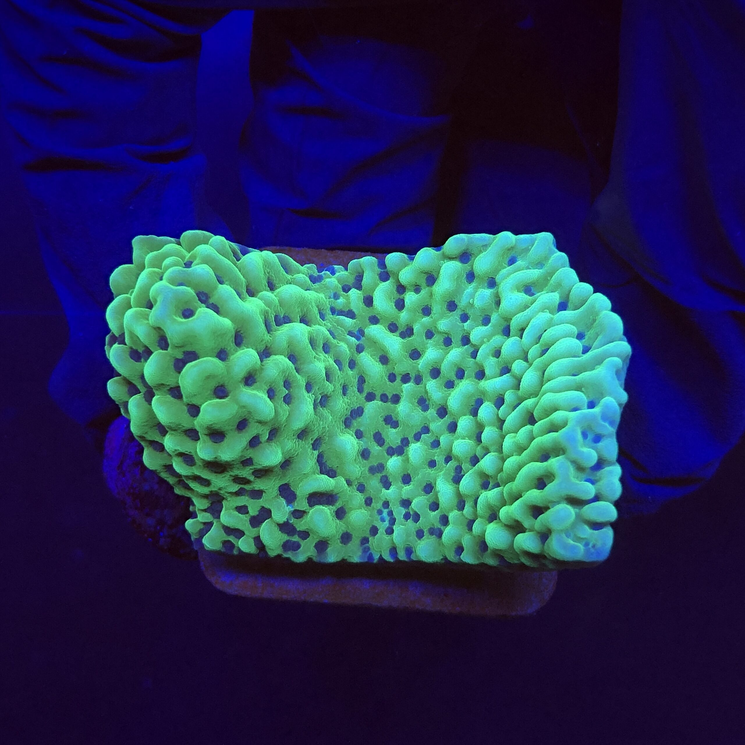Montipora Undata Green Purple Polyps M