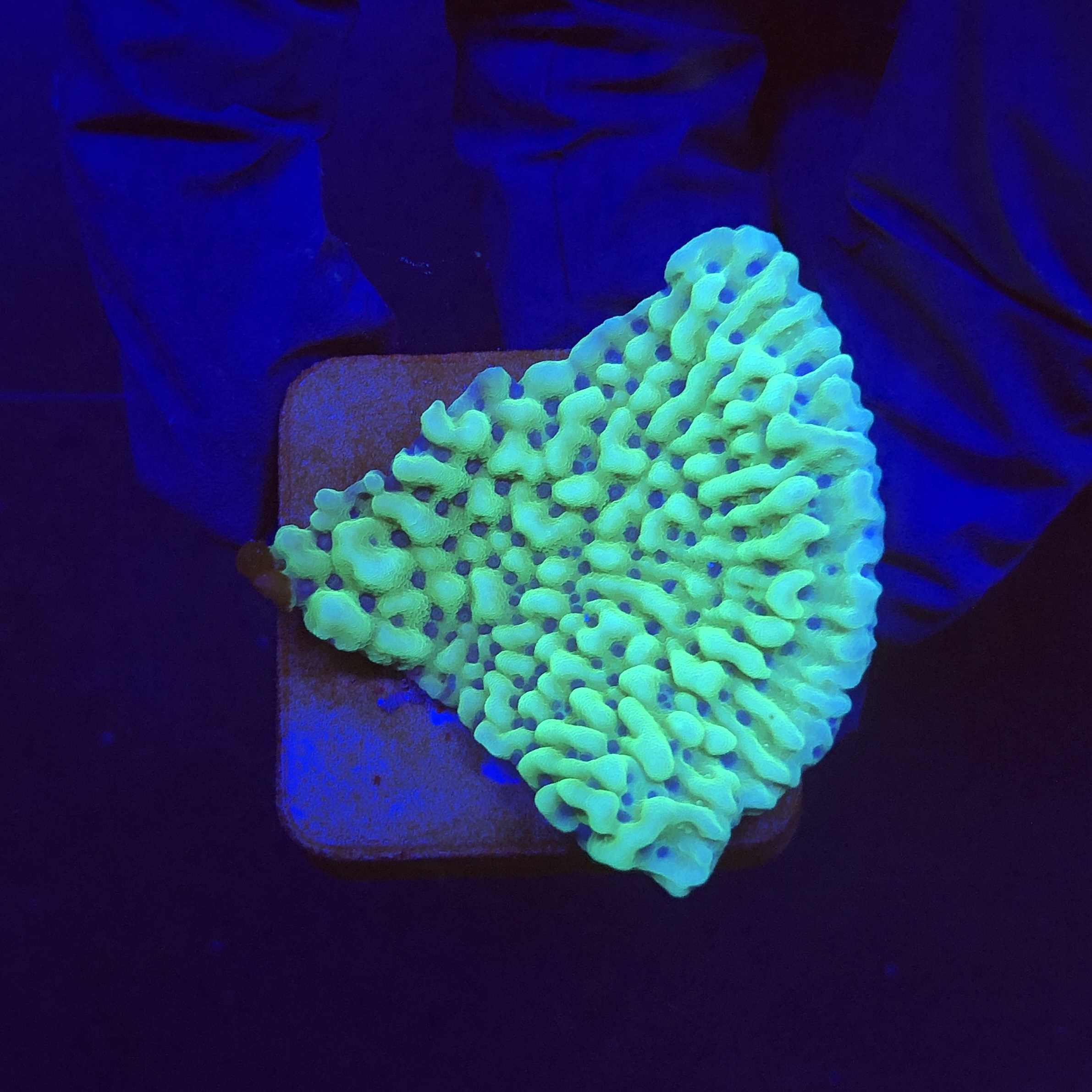 Montipora Undata Green Purple Polyps M