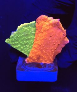 Montipora Capricornio Grafted M