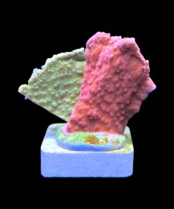 Alternative view of Montipora Capricornio Grafted M