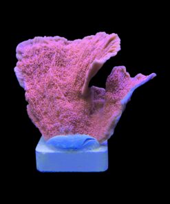 Alternative view of Montipora Capricórnio Laranja G