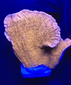 Montipora Capricórnio Laranja G