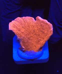 Montipora Capricórnio Laranja M