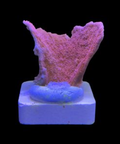 Alternative view of Montipora Capricórnio Laranja M