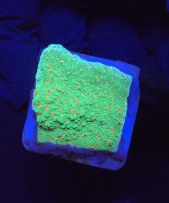 Montipora Chili Pepper M