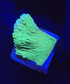 Montipora Chili Pepper M