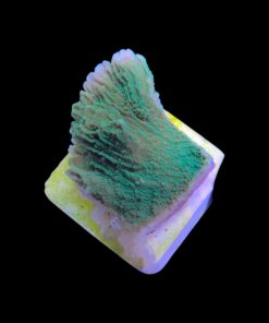 Alternative view of Montipora Chili Pepper M