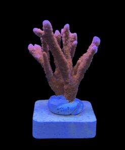 Montipora Digitada Laranja M