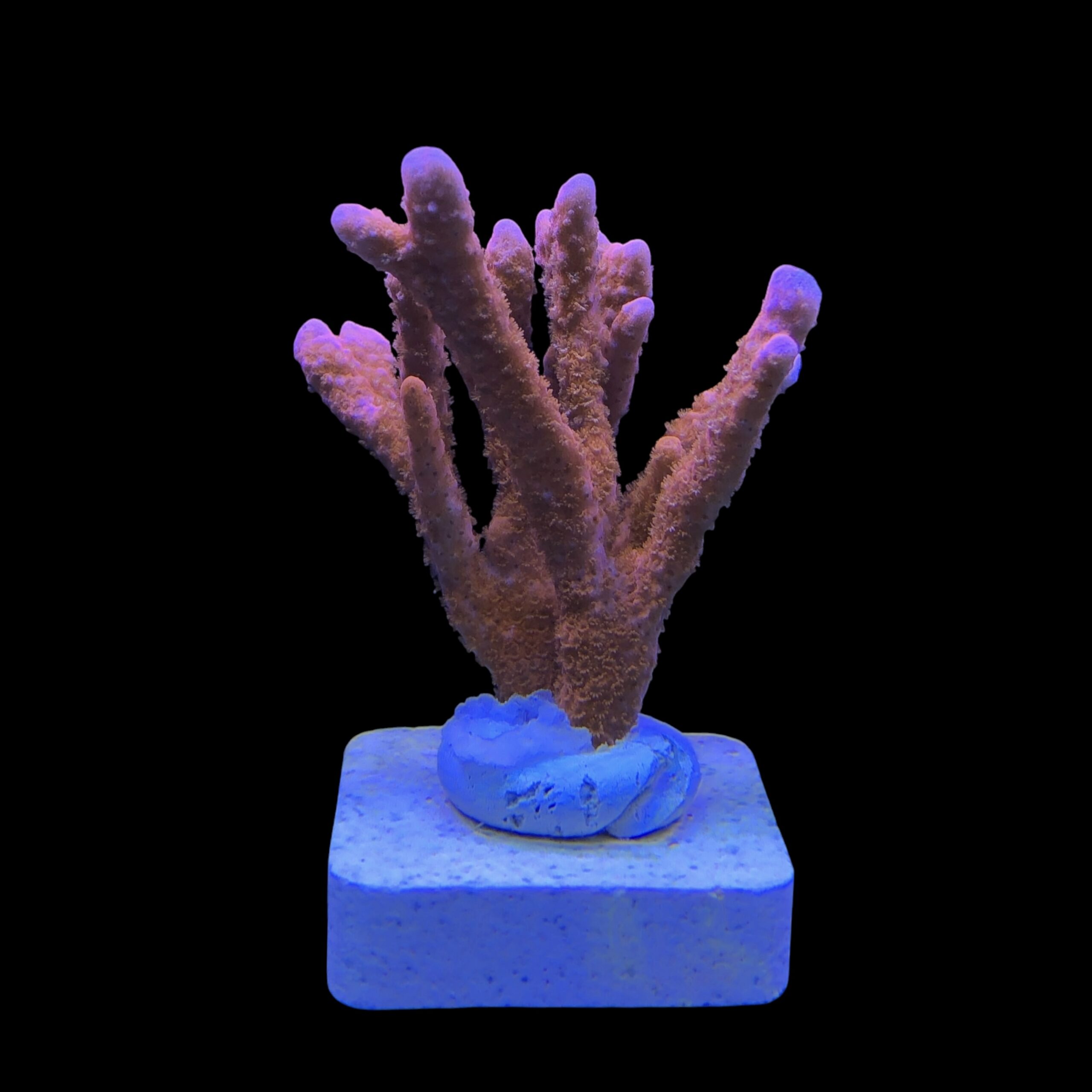 Montipora Digitada Laranja M