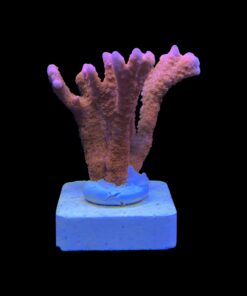 Montipora Digitada Laranja M