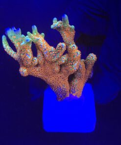 Montipora Forest Fire G