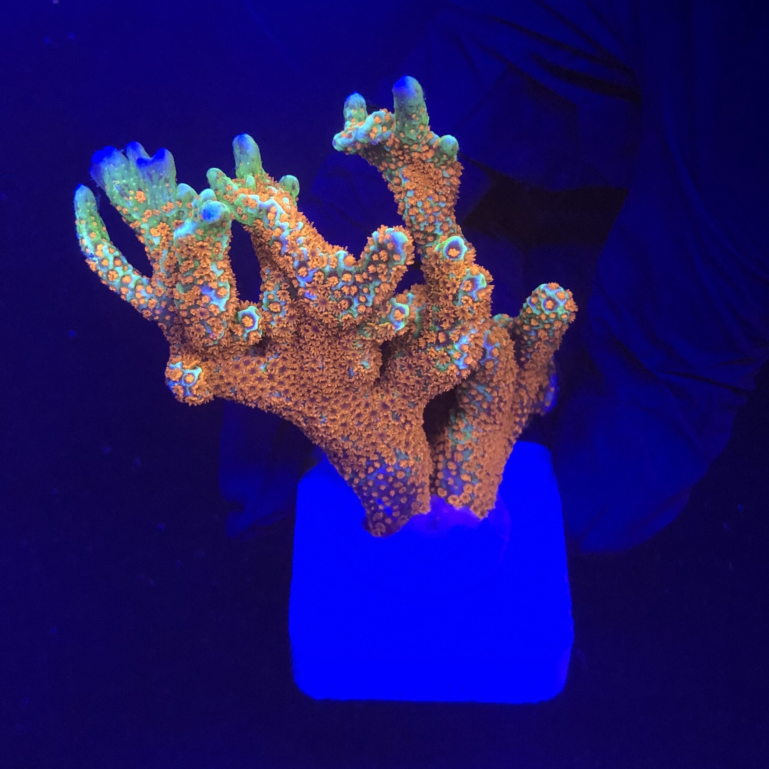 Montipora Forest Fire G