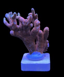 Alternative view of Montipora Forest Fire G