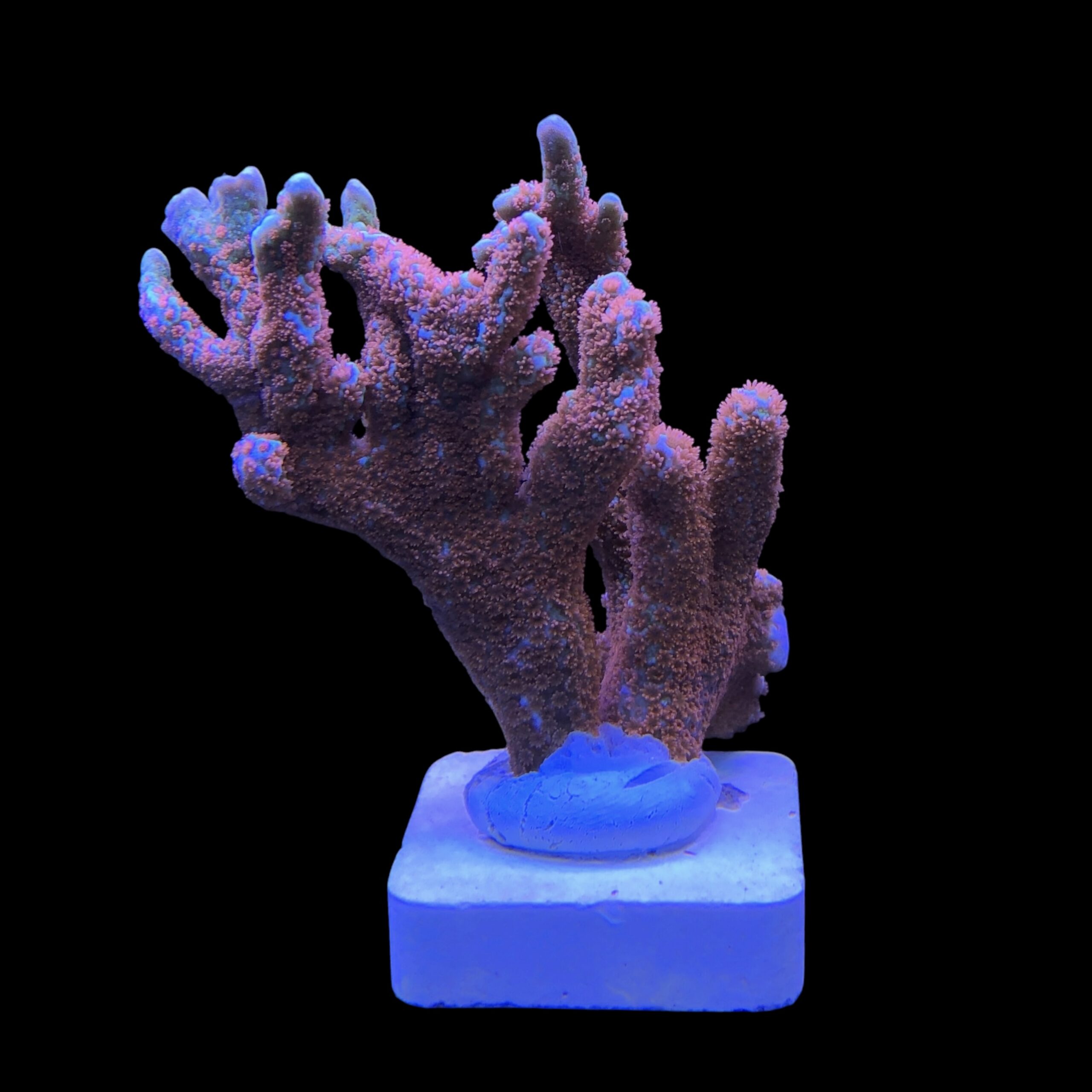 Montipora Forest Fire G - Imagem 2