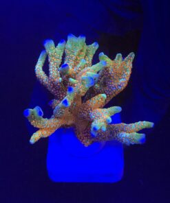 Montipora Forest Fire G