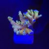 Montipora Forest Fire G