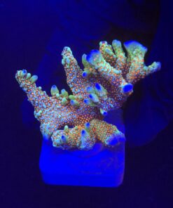Montipora Forest Fire G