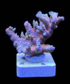 Alternative view of Montipora Forest Fire G