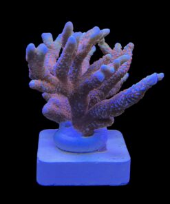 Alternative view of Montipora Forest Fire G