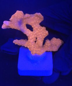 Montipora Setosa G