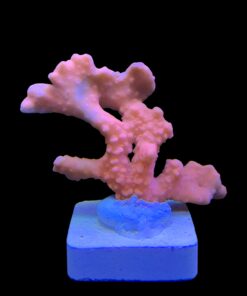Alternative view of Montipora Setosa G