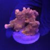Montipora Setosa Grafted G