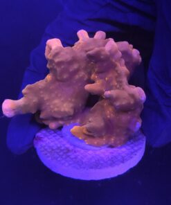 Montipora Setosa Grafted G