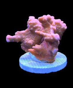 Alternative view of Montipora Setosa Grafted G