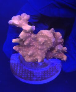 Montipora Setosa Grafted G
