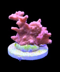 Alternative view of Montipora Setosa Grafted G