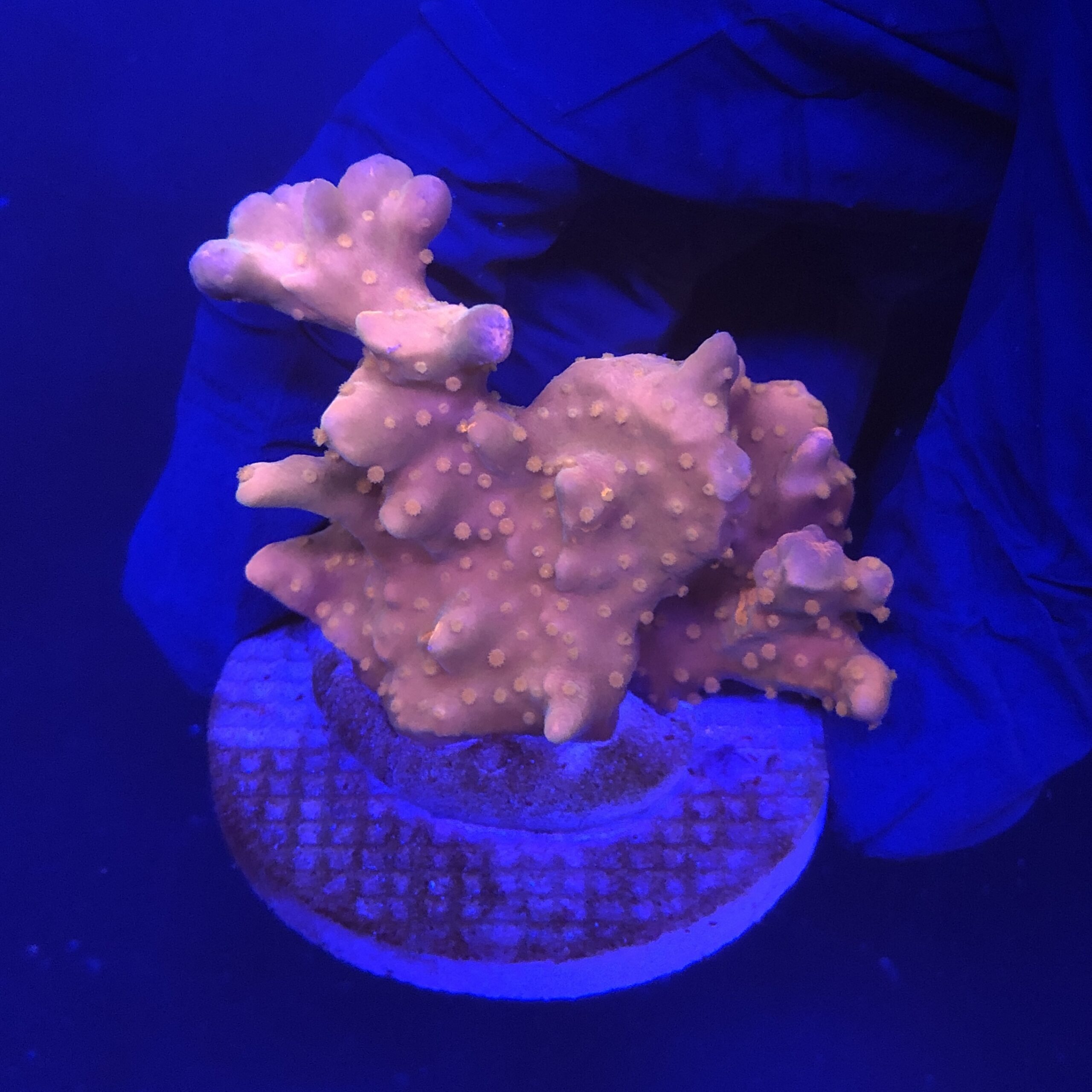 Montipora Setosa Grafted G